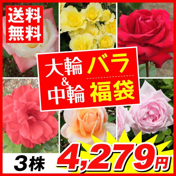 花と緑 国華園 バラ苗 花木 Yahoo ショッピング