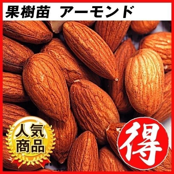 ●商品情報：大人気の香ばしいアーモンド。花は桃そっくりで庭木にも。全国で庭植え可能。●お届け状態：接木1年生根巻苗●分類：落葉樹●実の収穫期：秋●耐寒性：強/寒冷地でも地植えOK●日照：日なた●栽培適地：庭・鉢●栽培ポイント：桃(ジャンボ白...