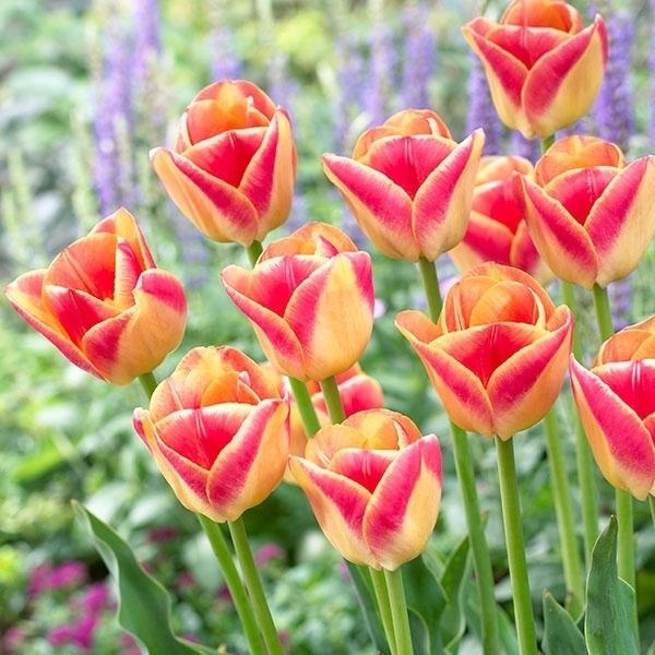 ●学名・英名Tulipa Candy Corner ●分類トライアンフ Triumph ●商品情報 ●お届け状態球根 (開花見込みサイズ) ●開花期(約)遅 (4月中旬-5月中旬) ※関東以南の暖地では、開花時期が早くなる場合があります。ま...