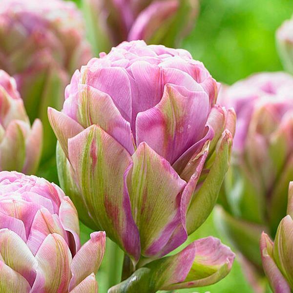 チューリップ 球根 早期販売 バイオレットプラーナ 6球 21 Pori 0153 花と緑 国華園 通販 Yahoo ショッピング