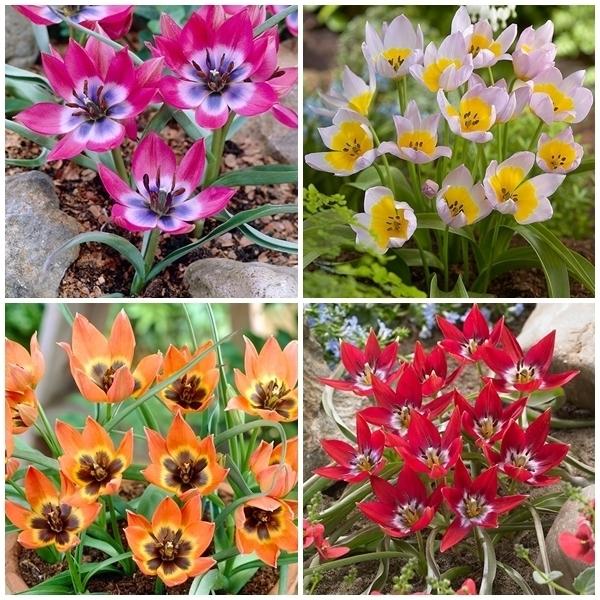 Cdjapan 原種系チューリップ 球根 早期販売 Bセット 4種40球 各10球 Proxy Shopping Service Yahoo Shopping