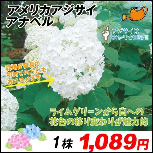 花木苗 アメリカアジサイ アナベル 1株 21 Pori 0176 花と緑 国華園 通販 Yahoo ショッピング