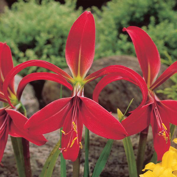 在庫処分半額セール 春植え球根 スプレケリア フォルモシッシマ 1球 21 Pori 0284 花と緑 国華園 通販 Yahoo ショッピング