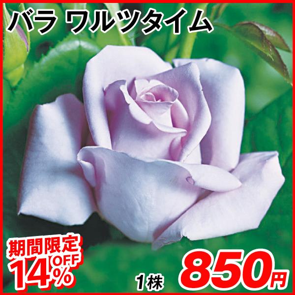 バラ 苗 耐寒の価格と最安値 おすすめ通販を激安で