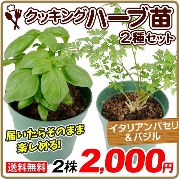 バジル 鉢の人気商品 通販 価格比較 価格 Com