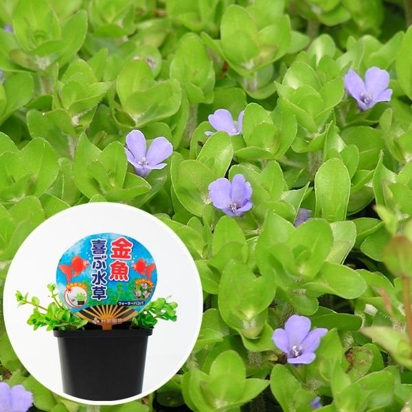 水生植物 金魚喜ぶ水草 1個 ウォーターバコパ 21 Pori 0543 花と緑 国華園 通販 Yahoo ショッピング