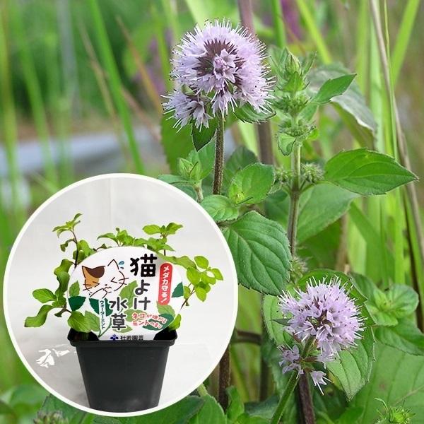水生植物 猫よけ水草 1個 ウォーターミント 21 Pori 0544 花と緑 国華園 通販 Yahoo ショッピング