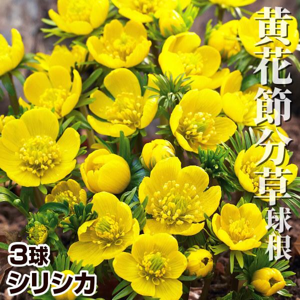 ●学名・英名：Eranthis cilicica●商品情報：旧暦の節分の頃に艶やかな小さな黄花を咲かせる黄花節分草。耐寒性があり丈夫。キンポウゲ科セツブンソウ属。原産はアジア南西部。●お届け状態：球根 (小球性)●開花期(約)：2-3月●草...