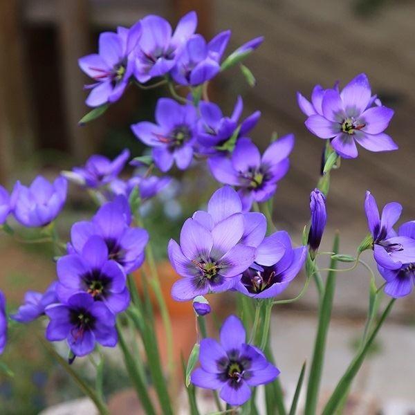 ●学名・英名：Geissorhiza splendidissima●商品情報：南アフリカ原産。ゲイソリザは流通が少ない稀少植物です。アヤメ科ゲイソリザ属。スプレンディディッシマは光沢のある濃青色花。●お届け状態：球根 (小球性)●開花期(約...