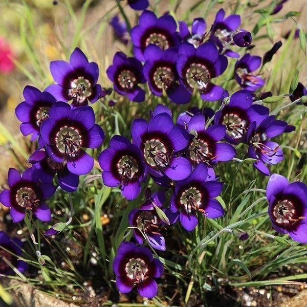 ●学名・英名：Geissorhiza monanthos●商品情報：南アフリカ原産。ゲイソリザは流通が少ない稀少植物です。アヤメ科ゲイソリザ属。モナントスは青紫色の中央に赤黒色が入る妖艶な花色。●お届け状態：球根 (小球性)●開花期(約)：...