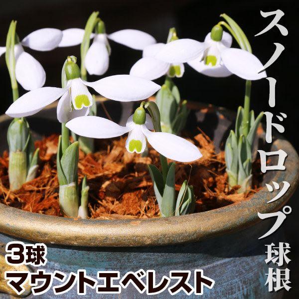 メール便配送 スノードロップ ガランサス 球根 マウントエベレスト 1袋 3球 秋植え球根 21 Pori 0628 花と緑 国華園 通販 Yahoo ショッピング