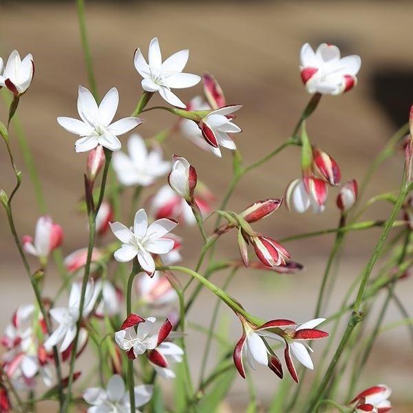 ●学名・英名：Hesperantha falcata●商品情報：花の内側が白、外側が桃色の美しいヘスペランサです。アヤメ科ヘスペランサ属。南アフリカ原産。「黄昏」を意味するhesperosと「花」を意味するanthosからこの名がついたとさ...