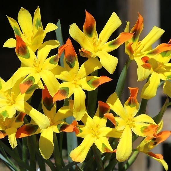 メール便配送 モレア ホメリア 球根 エレガンス 1袋 3球 秋植え球根 21 Pori 0644 花と緑 国華園 通販 Yahoo ショッピング