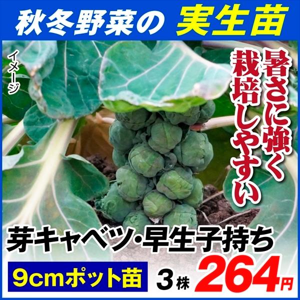 秋冬野菜苗 芽キャベツ苗 早生子持ち 3ポット 21 Pori 0695 花と緑 国華園 通販 Yahoo ショッピング