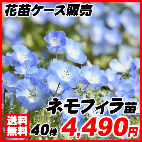 ネモフィラ ガーデニングの人気商品 通販 価格比較 価格 Com