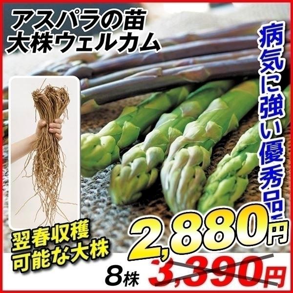 アスパラガス 苗の人気商品 通販 価格比較 価格 Com