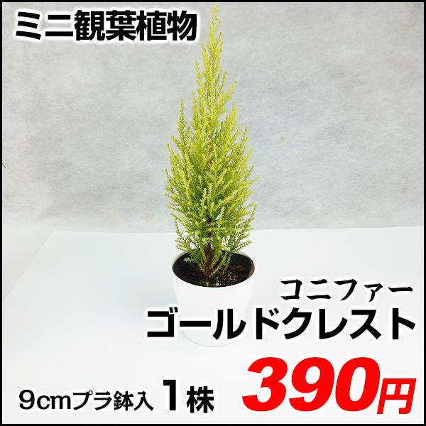 ゴールドクレスト 盆栽 植木の人気商品 通販 価格比較 価格 Com