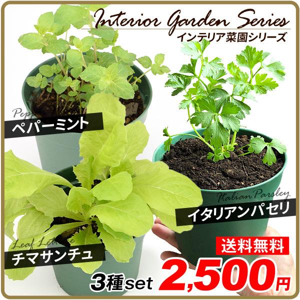 イタリアンパセリ 苗の人気商品 通販 価格比較 価格 Com