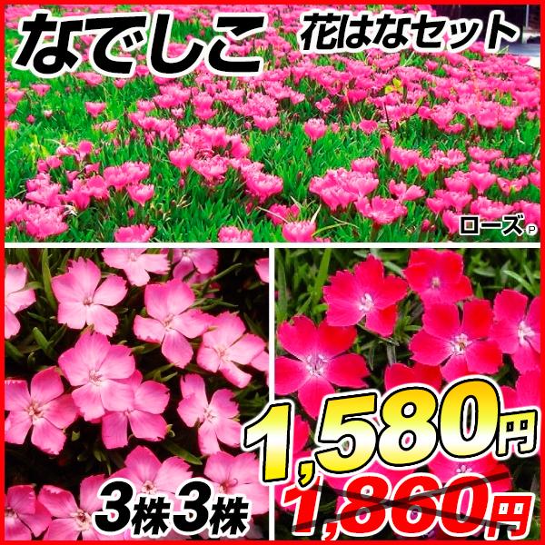 ナデシコ 花 苗の人気商品 通販 価格比較 価格 Com