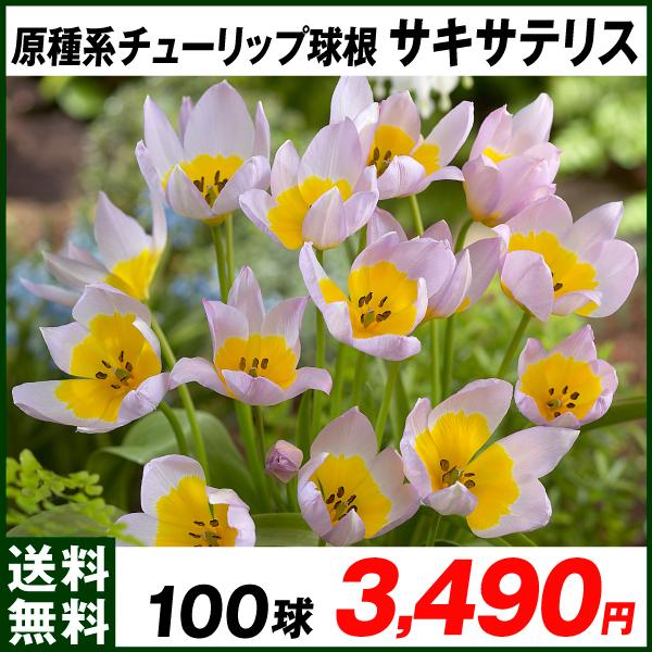 球根 チューリップ 原種の人気商品 通販 価格比較 価格 Com