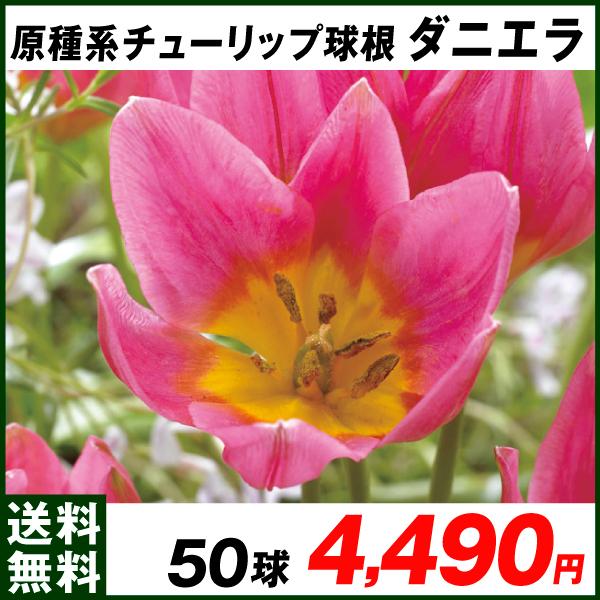 球根 原種の人気商品 通販 価格比較 価格 Com