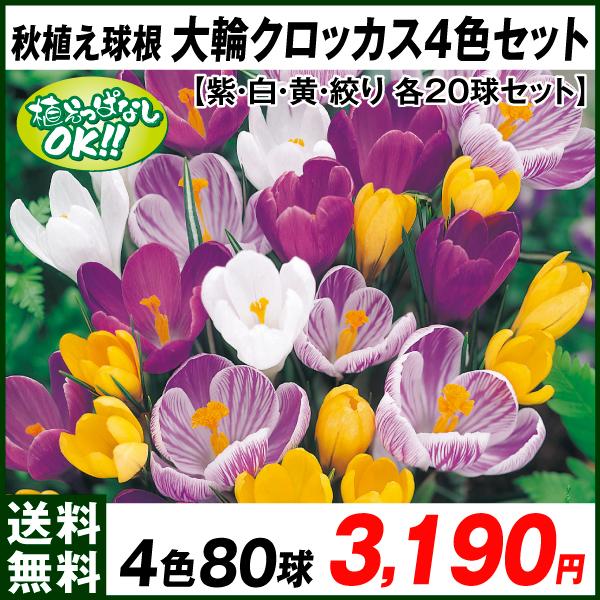 球根 クロッカスの人気商品 通販 価格比較 価格 Com