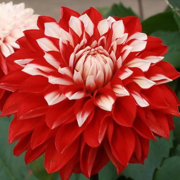 春植え球根 ダリア 結 中輪 1球 早期割引 21 Pori 0958 花と緑 国華園 通販 Yahoo ショッピング