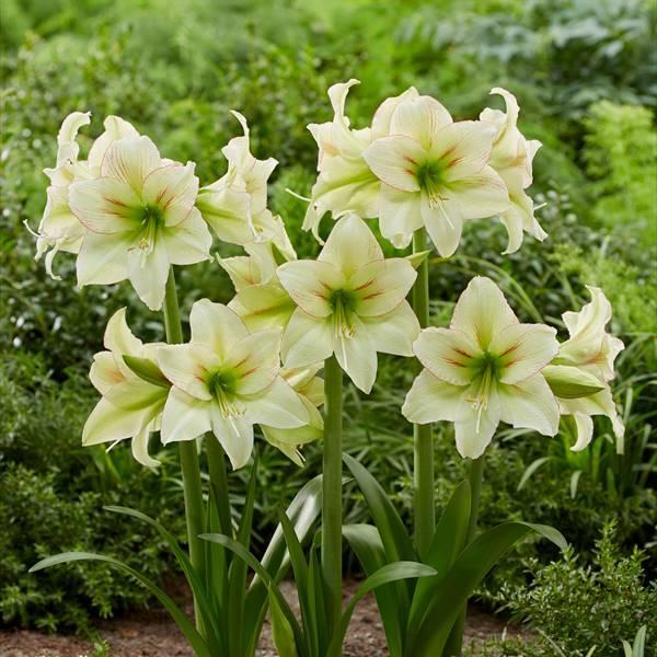 春植え球根 パークアマリリス フォレストサンセット 1球 早期割引 21 Pori 0984 花と緑 国華園 通販 Yahoo ショッピング