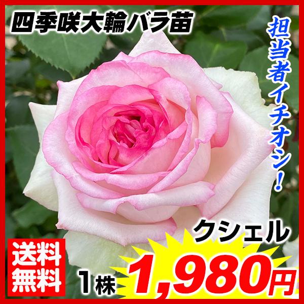 バラ苗 四季咲大輪バラ クシェル 1株 送料込み 21 Pori 1067 花と緑 国華園 通販 Yahoo ショッピング