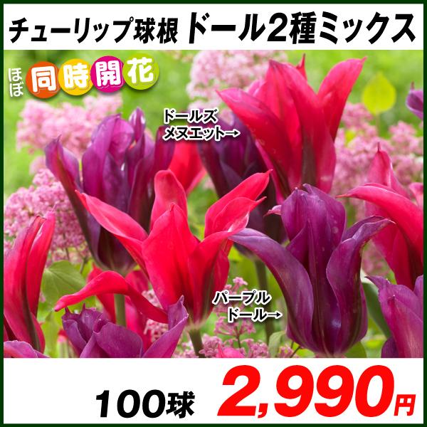 種 チューリップ球根の人気商品 通販 価格比較 価格 Com