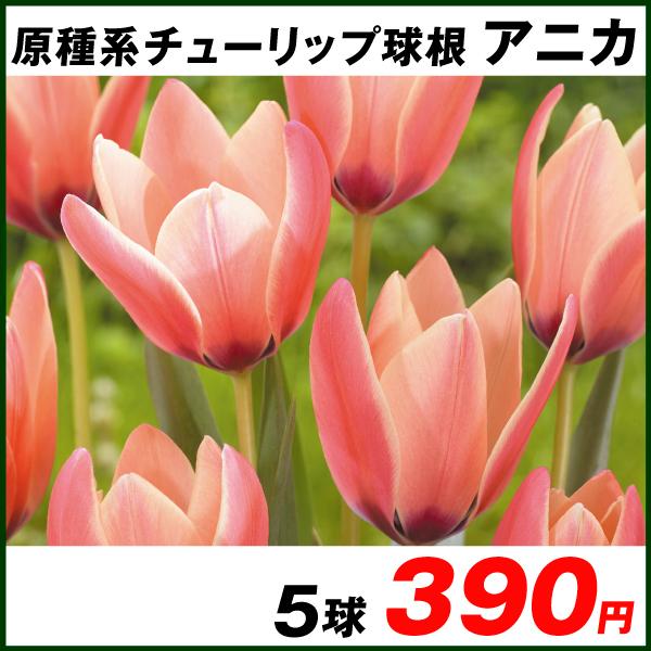 球根 原種 チューリップ 球根の人気商品 通販 価格比較 価格 Com