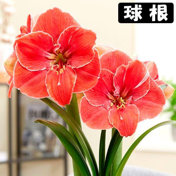 ●学名・英名：Hippeastrum Magical Touch (Nwkmt)●商品情報：2月から5月に咲くアマリリスの球根。朱色に白縁が入る一重咲きアマリリスです。球根の上部３分の１程度出るくらいの浅さで鉢に植え付けます。水をやると成長...