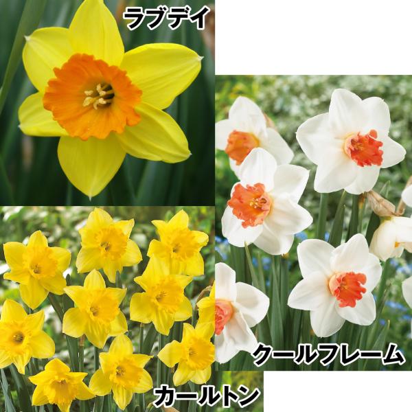 球根 水仙の人気商品 通販 価格比較 価格 Com