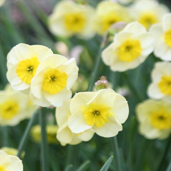 球根 水仙の人気商品 通販 価格比較 価格 Com