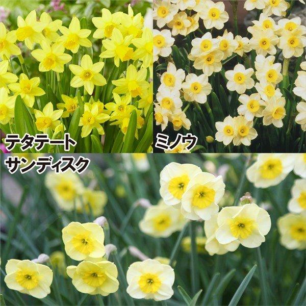 スイセン 球根 ミニ水仙 お買得かわいい水仙セット 3種30球 219 P1 0054 花と緑 国華園 通販 Yahoo ショッピング