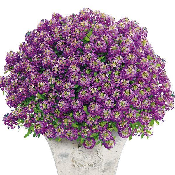 苗 花苗の人気商品 通販 価格比較 価格 Com