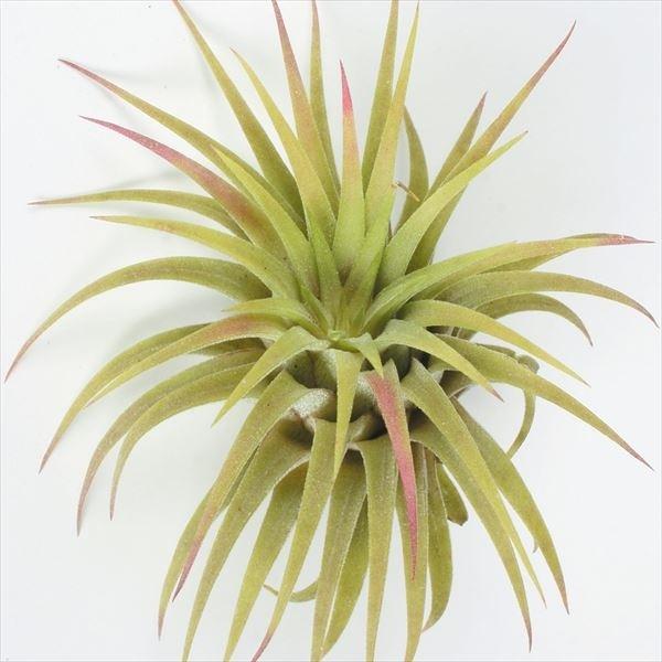 エアプランツ イオナンタ ルブラ 1株 エアープランツ 観葉植物 おしゃれ インテリア 室内 こっかえん 国華園 219 P2 0036 花と緑 国華園 通販 Yahoo ショッピング