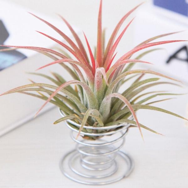 エアプランツ ガラス 観葉植物の人気商品 通販 価格比較 価格 Com