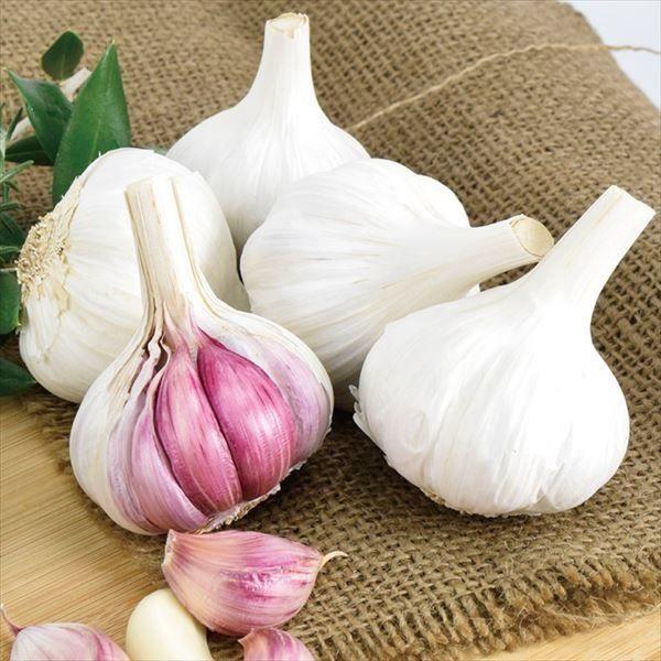 国華園 ニンニク 種球 スペイン産紫ニンニク モラード 1kg