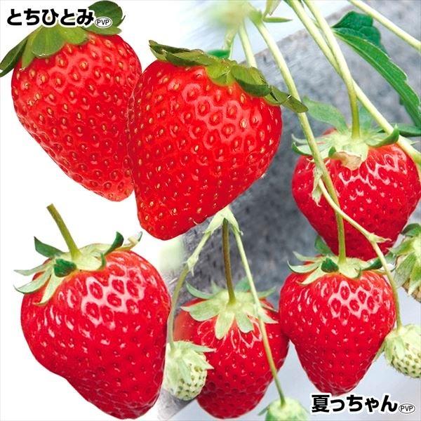 イチゴ 種 苗の人気商品 通販 価格比較 価格 Com