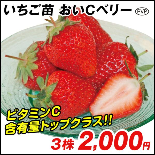 イチゴ 苗の人気商品 通販 価格比較 価格 Com