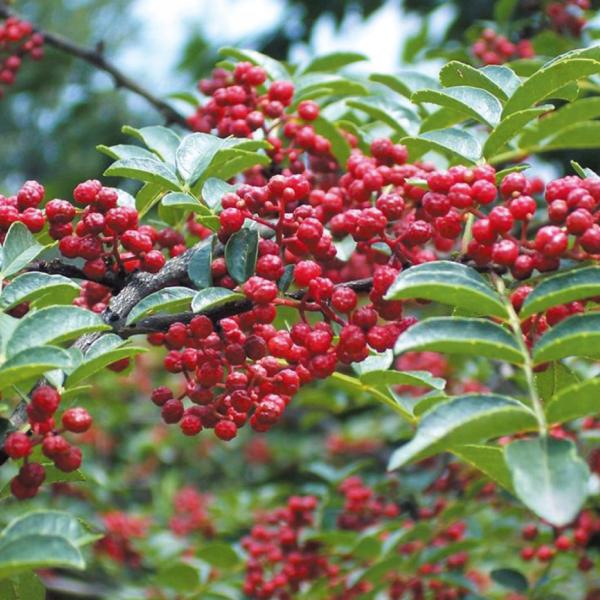 ●商品情報四川料理には欠かせない「花椒」と呼ばれる、痺れるような辛さを持つ香辛料。少し加えるだけで本格的な中華料理に仕上がります! 生長が早く栽培も簡単。収穫年数が長いのもうれしい。1本で実ります。別名:四川山椒。●お届け状態：ポット苗●分...