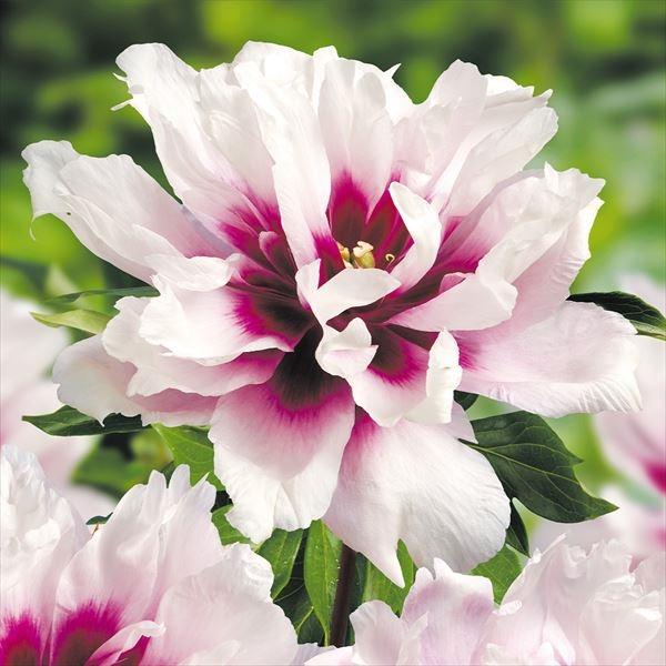 シャクヤク 苗の人気商品 通販 価格比較 価格 Com