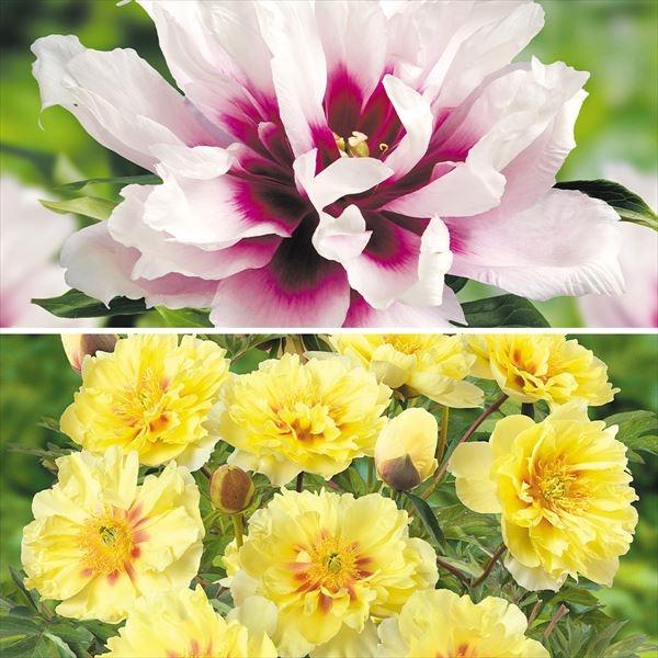 シャクヤク 種 苗の人気商品 通販 価格比較 価格 Com