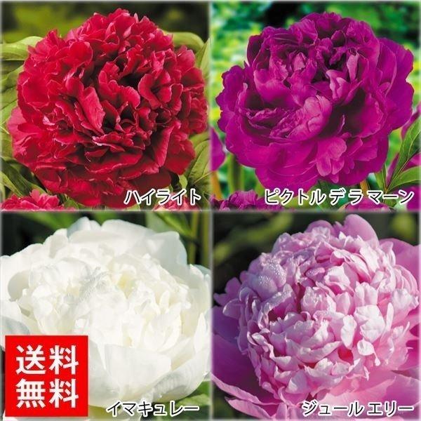 芍薬 種 苗の人気商品 通販 価格比較 価格 Com