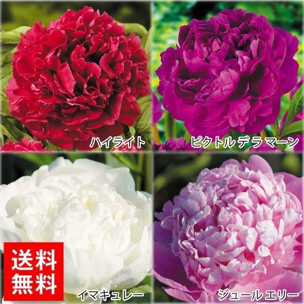 芍薬 種 苗の人気商品 通販 価格比較 価格 Com