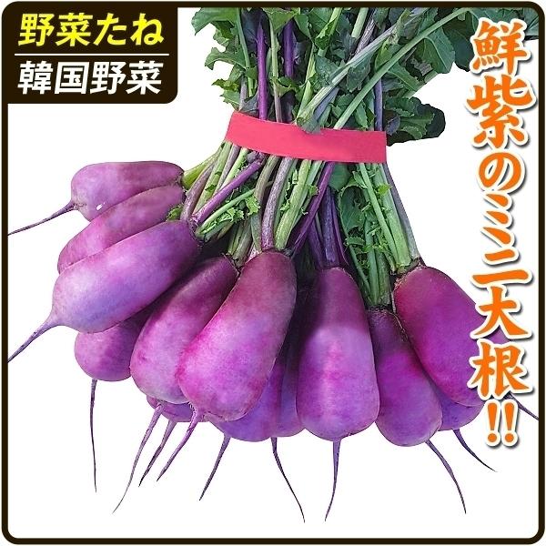 大根 ダイコン タネ F1つけむらさき 1袋 2ml 種 野菜たね Ytc06 219 P6 0002 花と緑 国華園 通販 Yahoo ショッピング