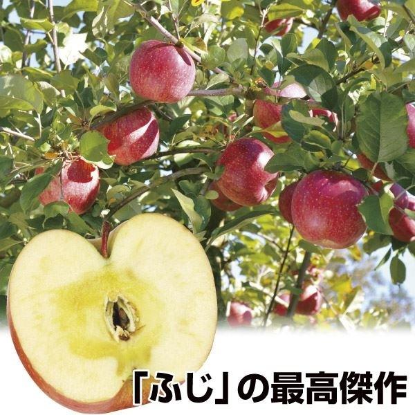 リンゴ 盆栽の人気商品 通販 価格比較 価格 Com