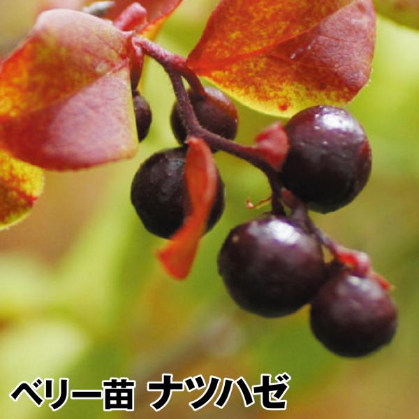 大株 ナツハゼ 約:130cm 【夏櫨/落葉樹/果樹苗】403371 楽天市場