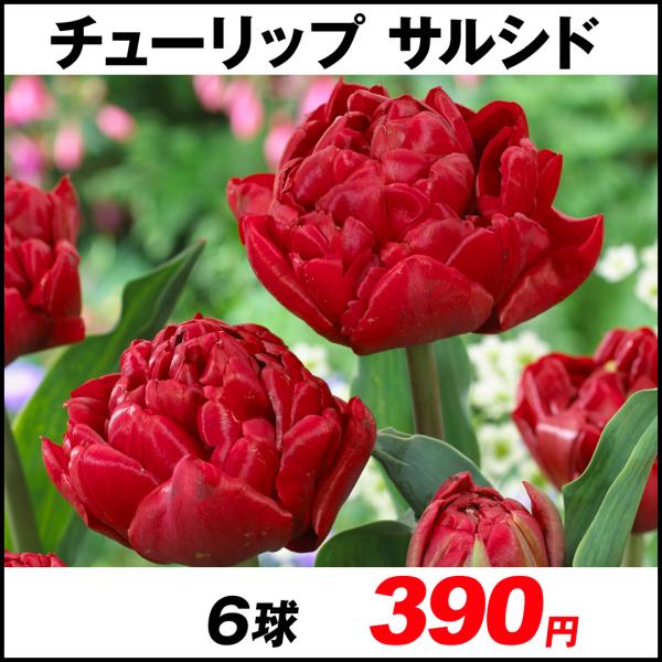 球根 チューリップ球根の人気商品 通販 価格比較 価格 Com
